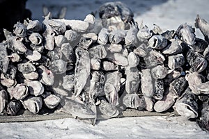 Street vending fresh fish in the extreme north in Russia