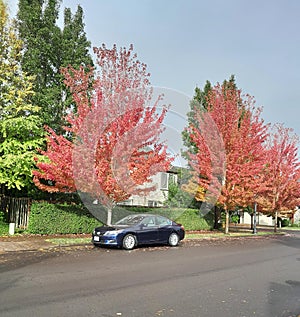 Street view with autumn leaves trees Oregon state .