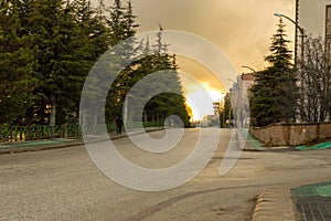 Street view with old pine trees in Eskisehir, Turkey.