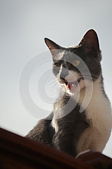 Street wild grey and white young cat meowing on a roof