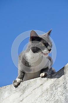 Street wild grey and white young cat meowing on a wall