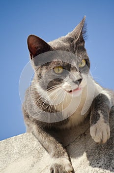 Street wild grey and white young cat meowing on a wall