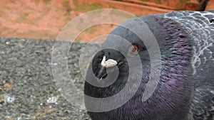 Street Wild Pigeon blinks and Turns its head and looks at the camera with both eyes. Beak up close