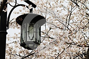 Streetlamp and cherry blossoms