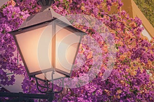 Streetlamp and colorful flowers