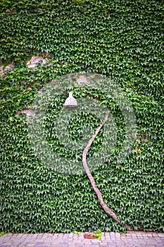 Streetlamp on the green leaves wall