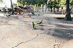 Streets of Barcelona green palms parrots cafe atmosphere photo