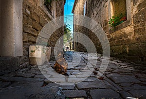 The streets of the city of Porec. Croatia.