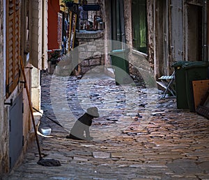 Streets of Croatia. A lonely dog.