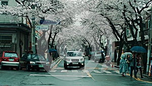 Streets lined with trees blossoming in the Spring season at Jinhae Gunhangje Festival, Jinhae, South Korea