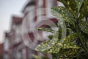 Streets in London - spotty leaves and red houses.