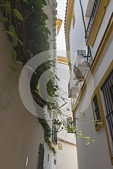 streets of Marbella in Spain with flowers and plants on the faca