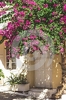 Streets of Neorio town in Poros island, Greece; Trees with pink