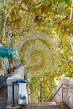 Streets of Rome, Italy. Large trees canopy over sidewalk and stairs to lower street level.