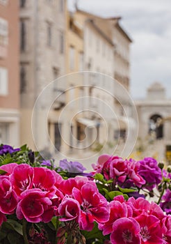 Streets of Zadar - buildings and flowers.