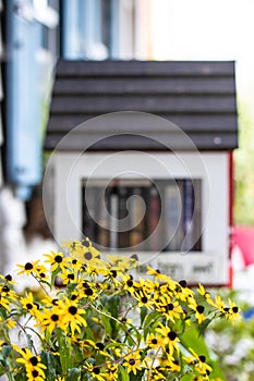 Take some leave some library in the background with Maryland\'s Black Eye Susan flowers in the foreground. photo