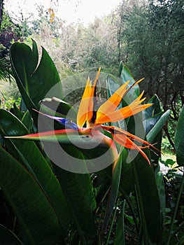 Strelicia reginae, bird of paradise