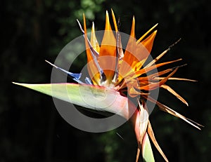 Strelitzia photo