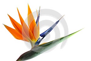 Strelitzia photo