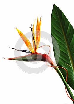 Strelitzia