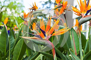 Strelitzia