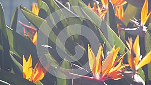 Strelitzia bird of paradise crane flower exotic tropical bloom. California flora