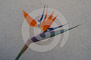 Strelitzia, bird of paradise, or crane lily