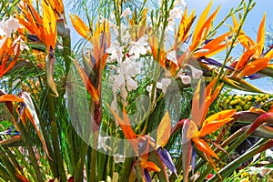 Strelitzia or Bird of Paradise Flower. Funchal, Madeira, Portugal