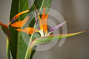Strelitzia or Bird of paradise tropical flower