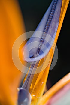 Strelitzia Detail photo