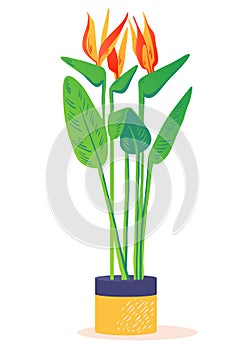 Cute minimalist drawing of bright tropical flower Strelitzia Reginae. photo