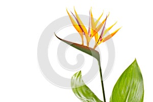 Strelitzia flower