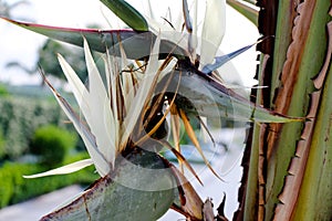 Strelitzia Flower