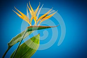 Strelitzia flower