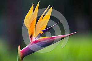 Strelitzia flower photo