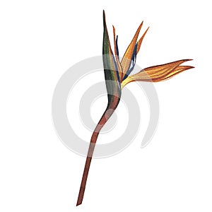 Strelitzia flower isolated on white background. Watercolor hand drawn botanic tropic sketch illustration. Art for design