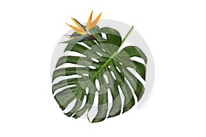 Strelitzia flower on a leaf , natural monstera with water drops on a white background