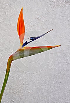 Strelitzia Flower photo