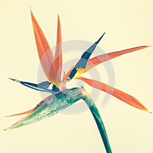 Strelitzia flower on pastel color background