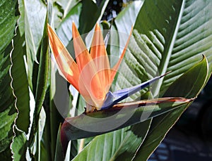 Strelitzia flower