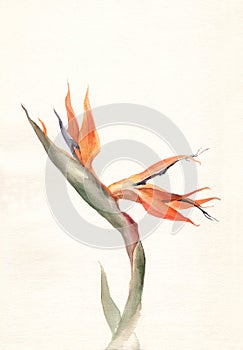 Strelitzia flower watercolor painting