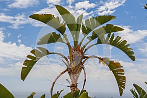 Strelitzia Nicolai against a Perfect Summer Sky