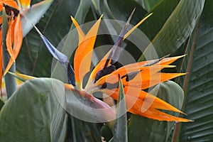 strelitzia nicolai plant