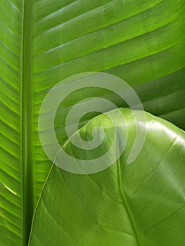 Strelitzia nicolai. Strelitzia leaf. Green leaf of a houseplant. Vegetable green background