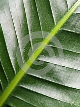 Strelitzia nicolai. Strelitzia leaf. Green leaf of a houseplant. Vegetable green background