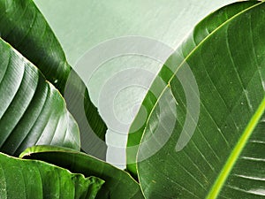 Strelitzia nicolai. Strelitzia leaf. Green leaf of a houseplant. Vegetable green background