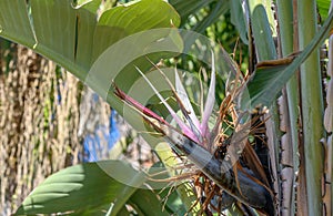 Strelitzia nicolai on tree branches 2