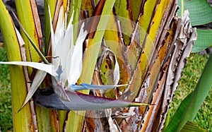 Strelitzia nicolai or Wild banana or White bird of paradise flower.Tropical plats concept.