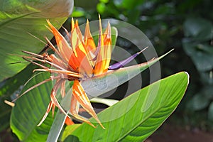 Strelitzia reginae photo