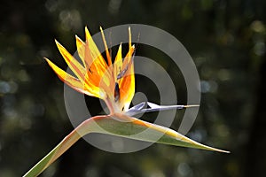 Strelitzia reginae photo